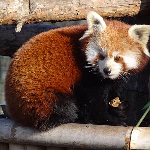 Red panda