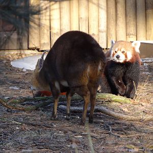 Red panda and Reeves' muntjak