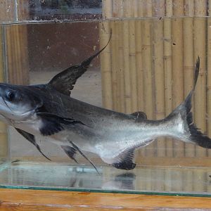 Giant pangasius (Pangasius sanitwongsei)