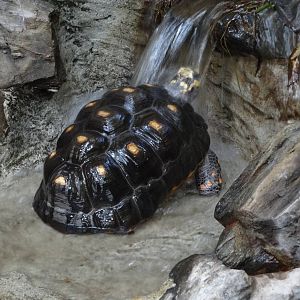 Red-footed tortoise
