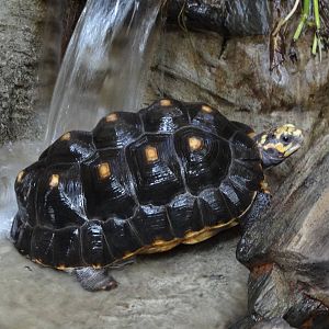 Red-footed tortoise