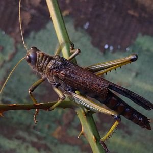 Giant south american grasshopper (Tropidacris violaceus