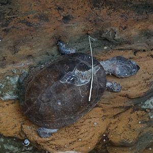 Zulia toad-headed turtle (Mesoclemmys zuliae)