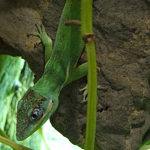 Knight anole (Anolis equestris)