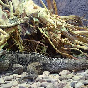 Cuban iguana (Cyclura nubila)