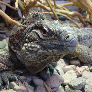 Cuban iguana (Cyclura nubila)