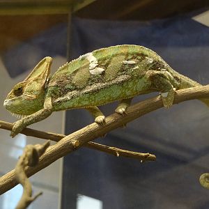 Veiled chameleon (Chamaeleo calyptratus)