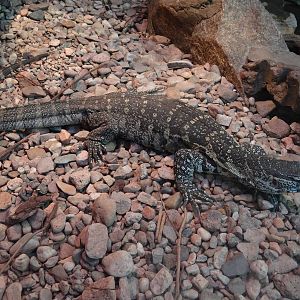 Ornate monitor (Varanus ornatus)