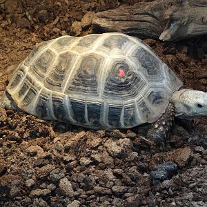 Elongated tortoise (Indotestudo elongata)