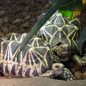 Burmese star tortoise (Geochelone platynota)