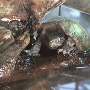 Common musk turtle (Sternotherus odoratus)