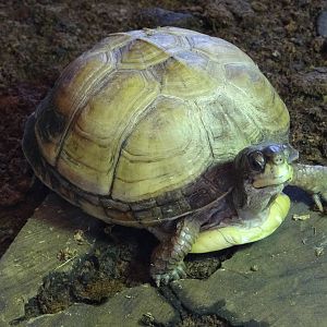 Ornate box turtle (Terrapene ornata)
