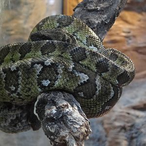 Madagascar tree boa (Sanzinia madagascariensis)