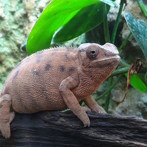 Leopard chameleon (Furcifer pardalis)