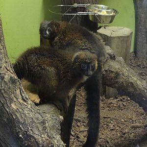 Red-bellied lemur (Eulemur rubriventer)