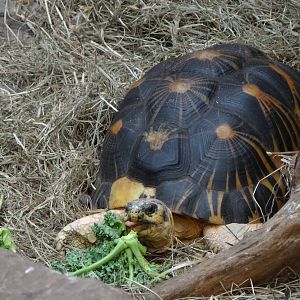 Radiated tortoise (Astrochelys radiata)