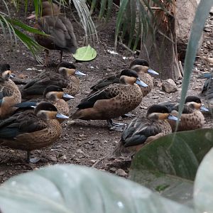 Hottentot teal