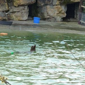 Sealion at the zoo, 7th Feb 2012