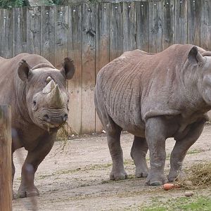 Black Rhinos 1 February 2012