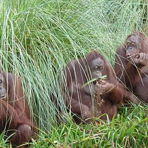 Three Wise Orangutans 18 January 2012