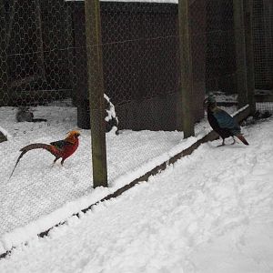 Sewerby Zoo, Golden Pheasant, Himalayan Monal 5th February 2012