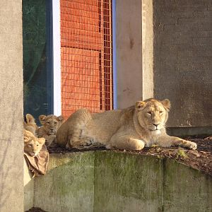 Abi with her cubs, 7th Feb 2012