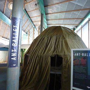 Ant Ballet exhibition in BUGS, 7th Feb 2012