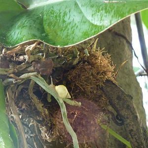 Partula rosea in BUGS, 7th Feb 2012