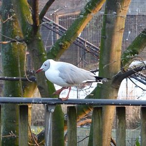 Grey-headed gull, 7th Feb 2012