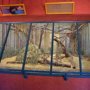 Larger Malayan Chevrotain Exhibit