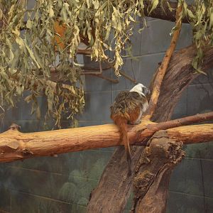 Cotton-top Tamarin