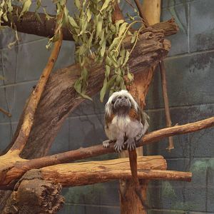 Cotton-top Tamarin