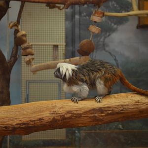 Cotton-top Tamarin