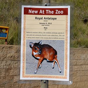 Royal Antelope Birth Announcement