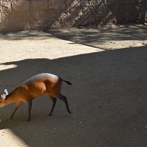 Red-flanked Duiker