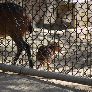 Baby Royal Antelope and Red-flanked Duiker
