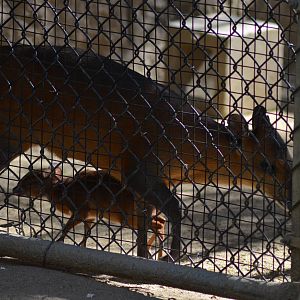 Baby Royal Antelope and Red-flanked Duiker