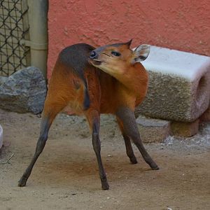 Red-flanked Duiker
