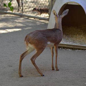 Steenbok