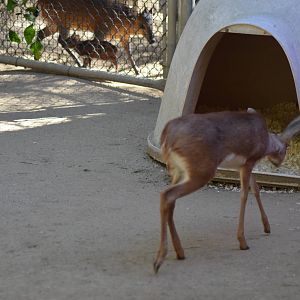 Baby Steenbok