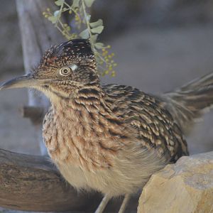 Roadrunner