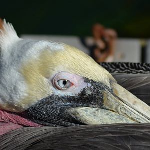 California Brown Pelican