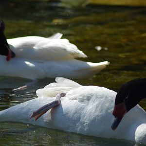 Black-necked Swans