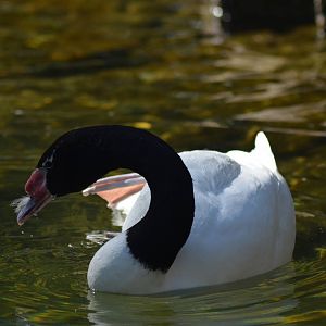 Black-necked Swan