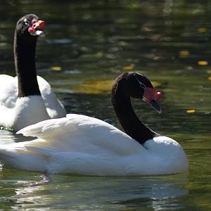 Black-necked Swans