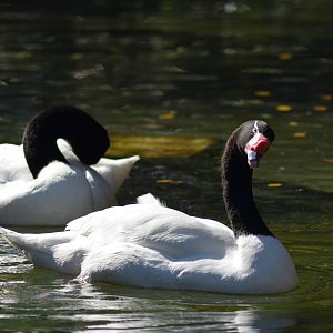 Black-necked Swans