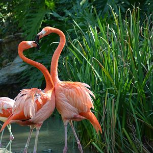 Flamingo Lagoon