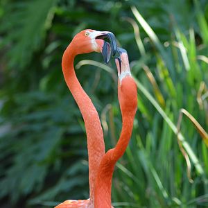 Caribbean Flamingos