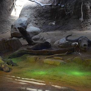 Komodo Dragon Habitat (Male)