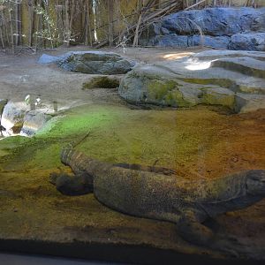 Lima (Female Komodo Dragon) Habitat